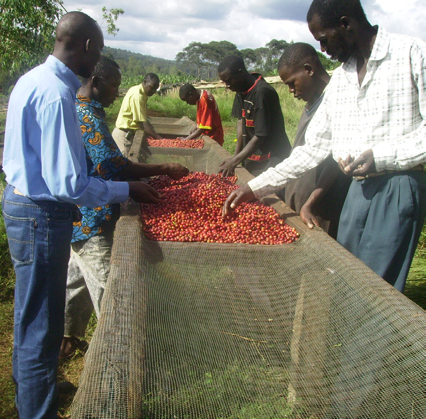3 New Coffees Green and Roasted