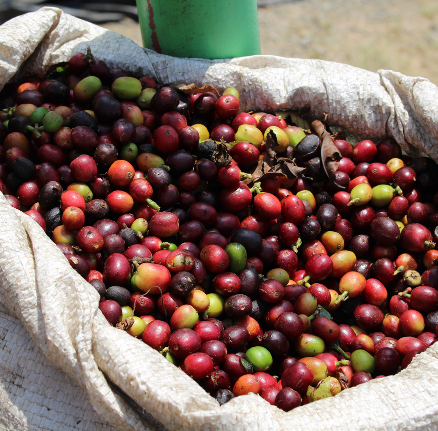 2 New Coffees and a Restock