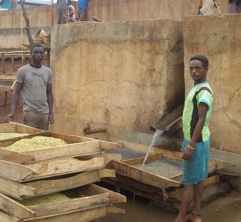 These New Coffees are Thrice as Nice!