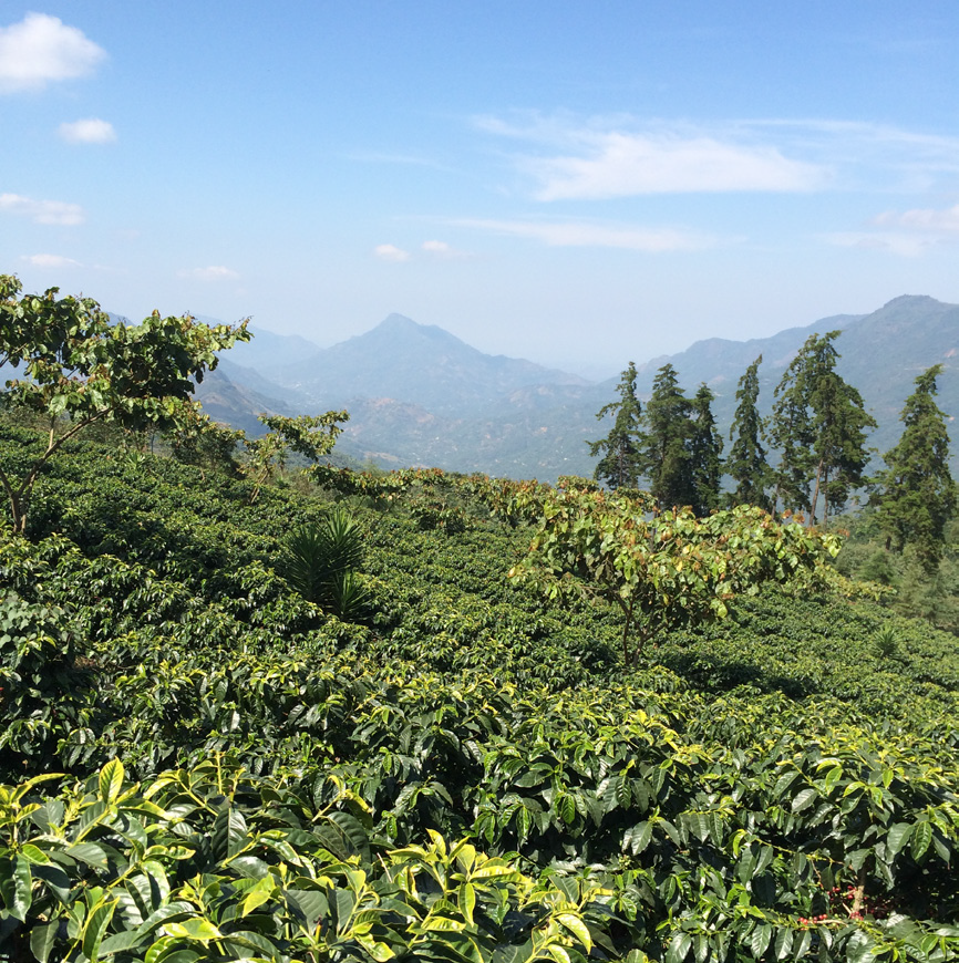 3 New Coffees to Amaze and Delight!