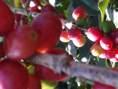 Microlots and Swiss Water Decaf