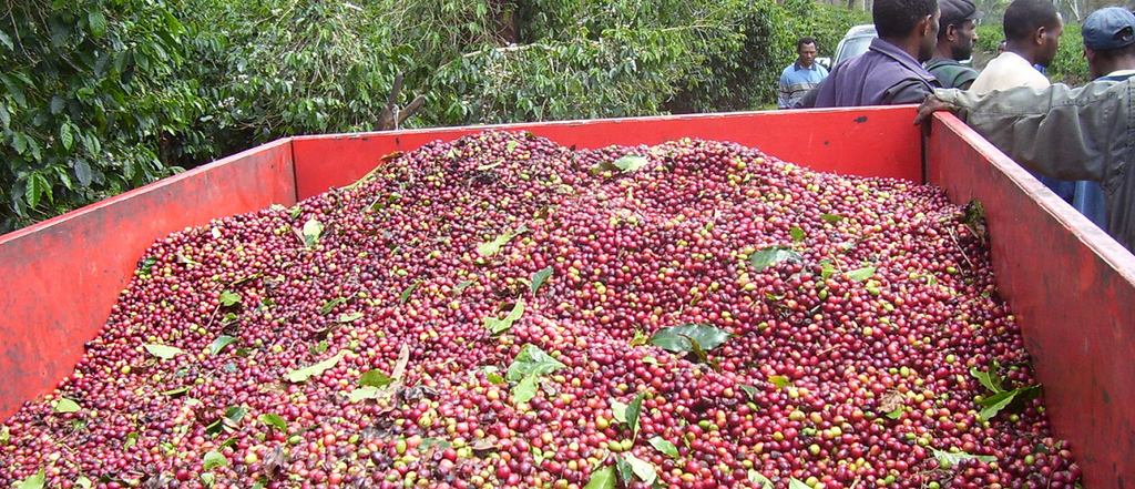 2 New Coffees and Roasted Coffee Promo