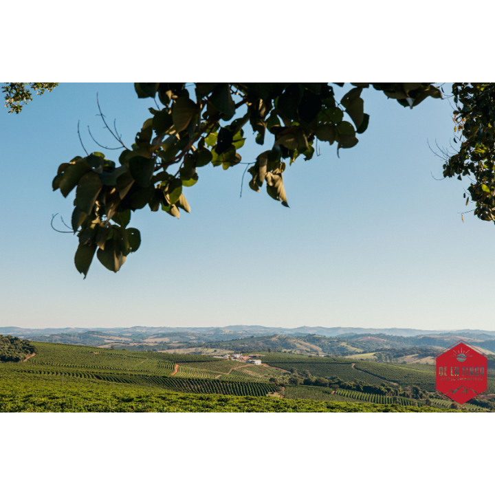 Brazil Fazenda Vila Boa Anaerobic Natural
