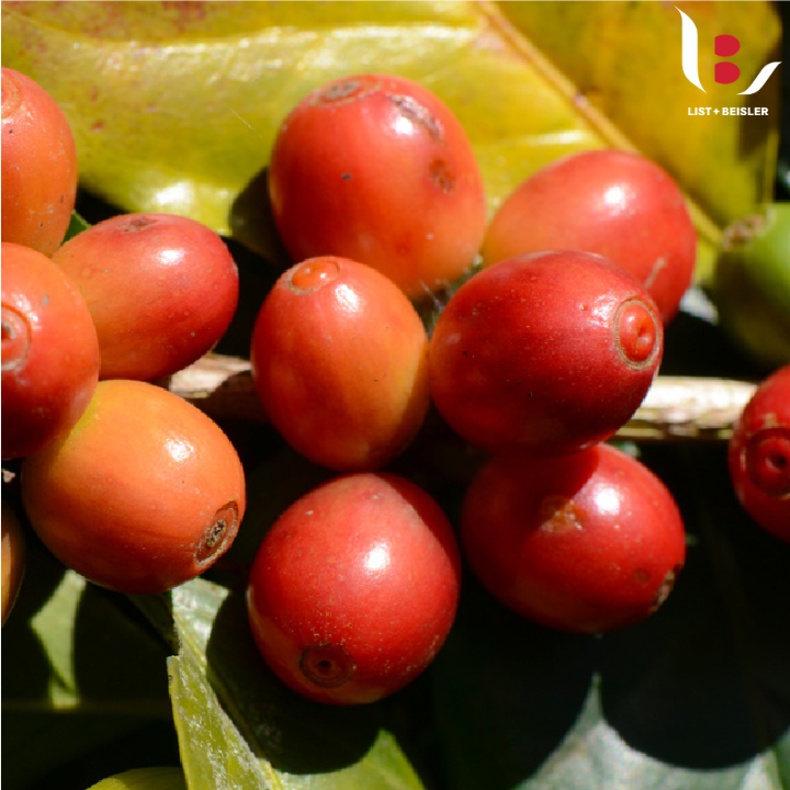 Colombia Finca El Mirador Elkin Guzman Huila Washed