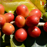 Colombia Finca El Mirador Elkin Guzman Huila Washed