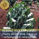 Colombia Finca La Riviera Gesha