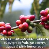 Colombia Finca La Riviera Pink Bourbon
