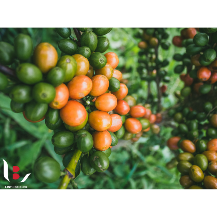 Colombia Finca Monteblanco Cold Ferment Pink Bourbon