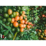 Colombia Finca Monteblanco Cold Ferment Pink Bourbon