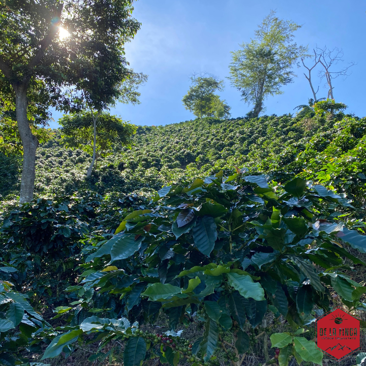 Colombia Sierra Nevada Finca La Esperanza
