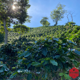 Colombia Sierra Nevada Finca La Esperanza