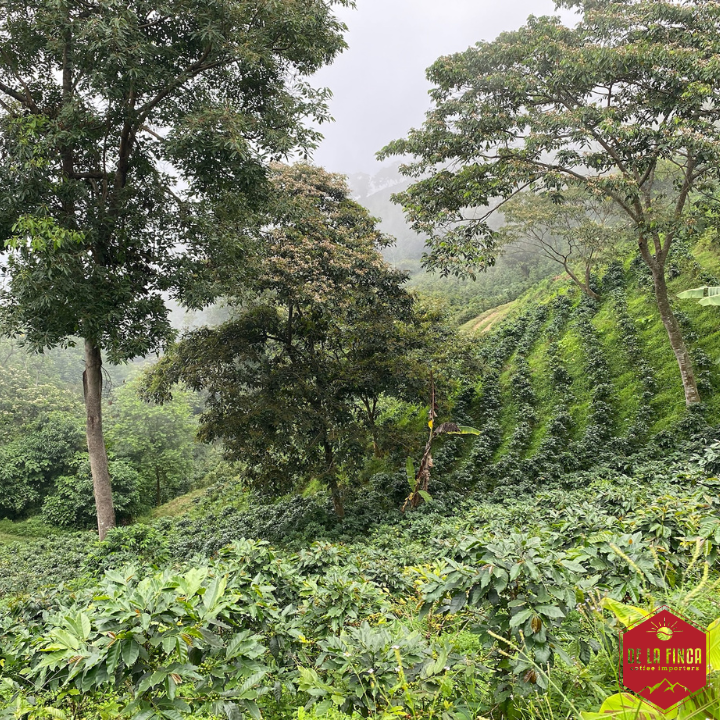 Colombia Sierra Nevada Finca La Esperanza