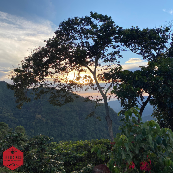 Colombia Sierra Nevada Finca La Esperanza