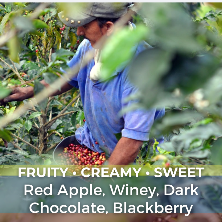 Colombia Finca Las Nubes Pink Bourbon