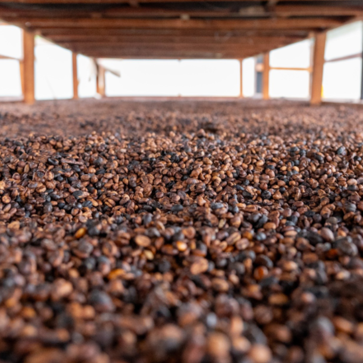 Colombia Finca La Primavera Peaberry