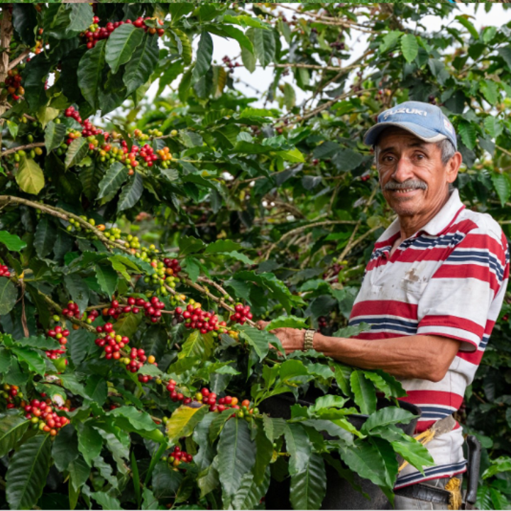 Colombia Finca La Primavera Peaberry