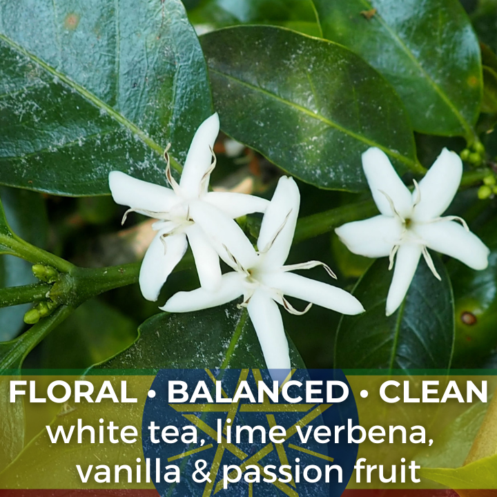 Ethiopia Kochere Bonde Yeast Fermentation