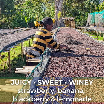 Ethiopia Yirgacheffe Wush Wush 96 Hour Anaerobic Natural