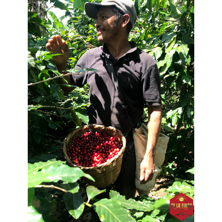 Honduras Marcala DLF Honey Decaf Organic