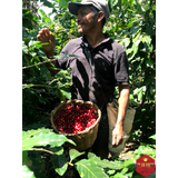 Honduras Marcala DLF Honey Decaf Organic