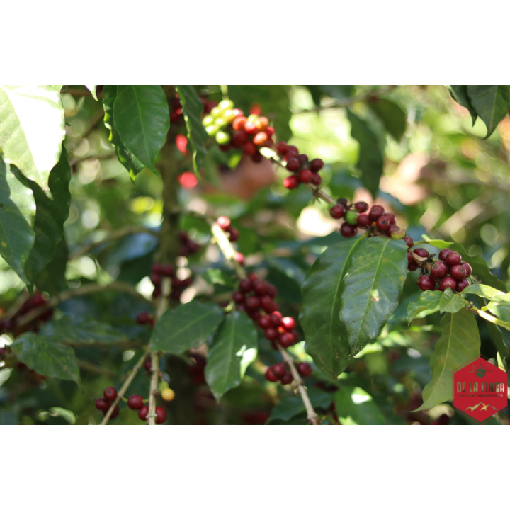 Honduras Marcala DLF Honey Decaf Organic