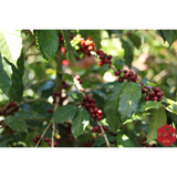 Honduras Marcala DLF Honey Decaf Organic