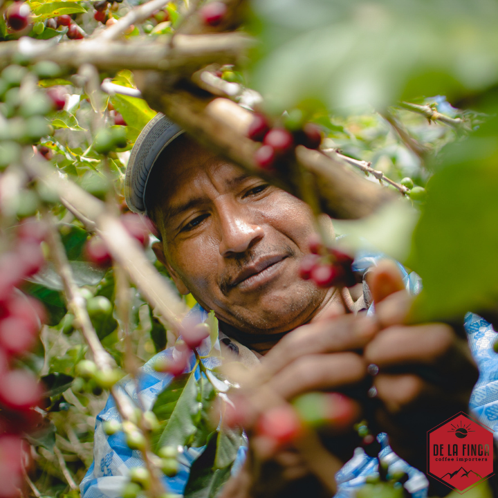 Honduras Finca La Esmeralda 72 Hour Anaerobic Natural Organic