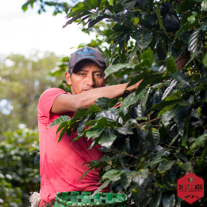 Honduras Finca La Esmeralda 72 Hour Anaerobic Natural Organic