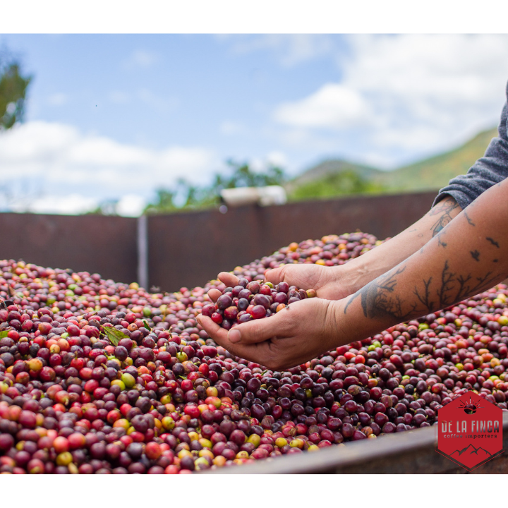 Honduras Finca La Esmeralda 72 Hour Anaerobic Natural Organic