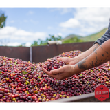 Honduras Finca La Esmeralda 72 Hour Anaerobic Natural Organic