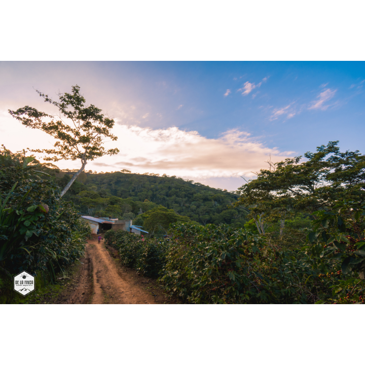 Honduras Comayagua Santa Lucia Reserve Organic