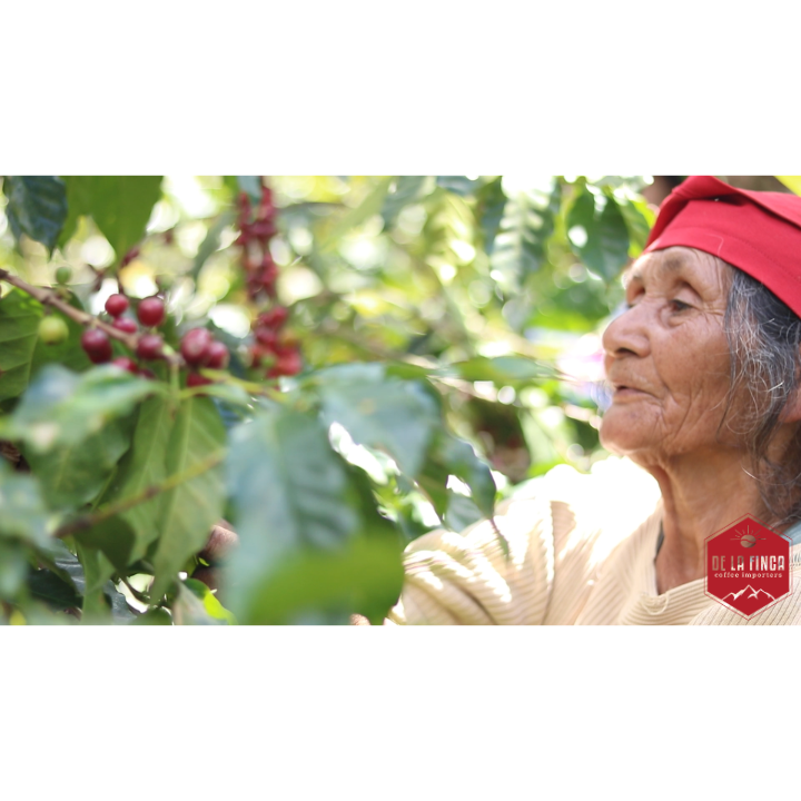 Honduras Marcala DLF Honey Decaf Organic