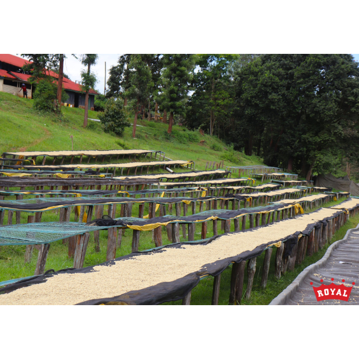 Kenya Kirinyaga Kariaini AA