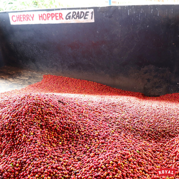 Kenya Kirinyaga Kariaini AA