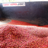 Kenya Kirinyaga Kariaini AA