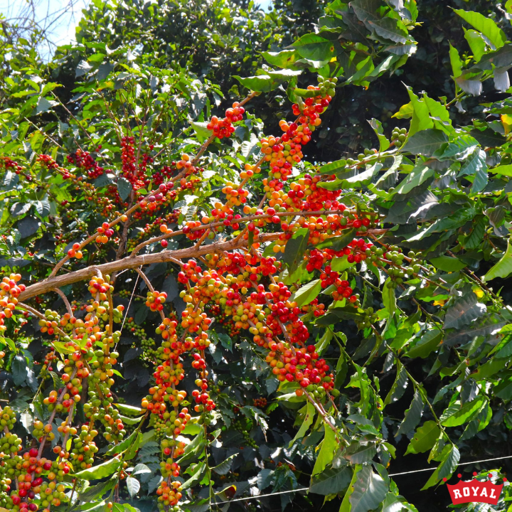 Kenya Kirinyaga Kariaini AA