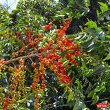 Kenya Kirinyaga Kariaini AA