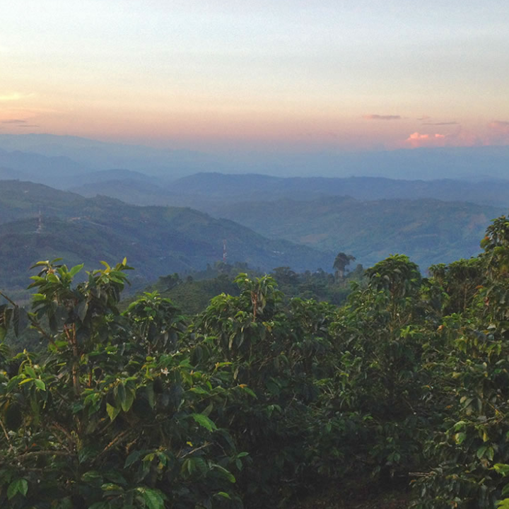 Colombia Finca Las Nubes Pink Bourbon