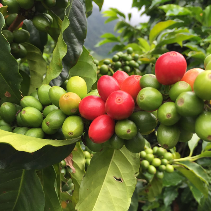 Colombia Finca Las Nubes Pink Bourbon