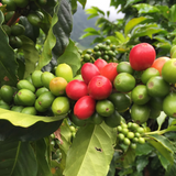 Colombia Finca Las Nubes Pink Bourbon