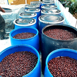 Colombia Huila Elkin Guzman Carbonic Maceration