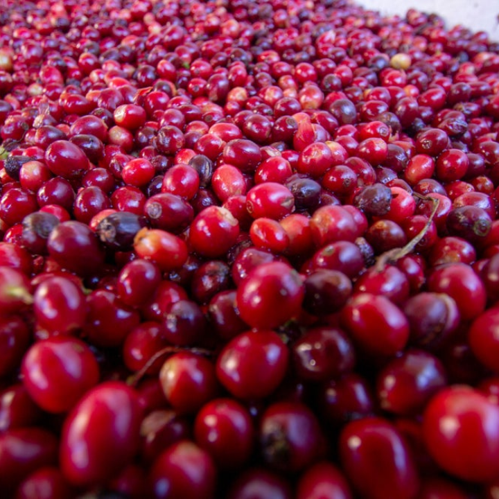 Colombia Huila Elkin Guzman Carbonic Maceration