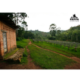 Burundi Kayanza Masha Anaerobic Natural