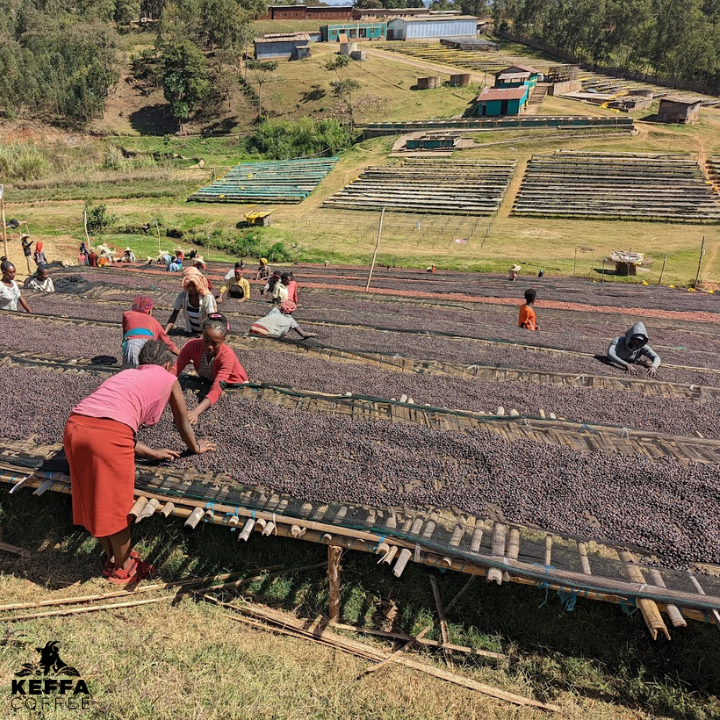 Ethiopia Yirgacheffe Wush Wush 96 Hour Anaerobic Natural