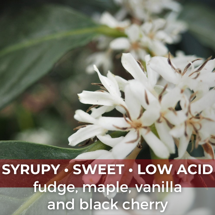 Flores Bajawa Ngura Organic