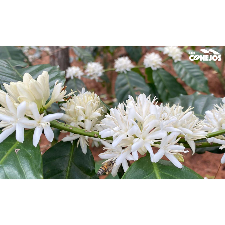 Guatemala Finca Los Conejos Hot Anaerobic