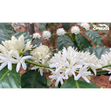 Guatemala Finca Los Conejos Hot Anaerobic