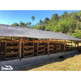 Guatemala Finca Los Conejos Hot Anaerobic