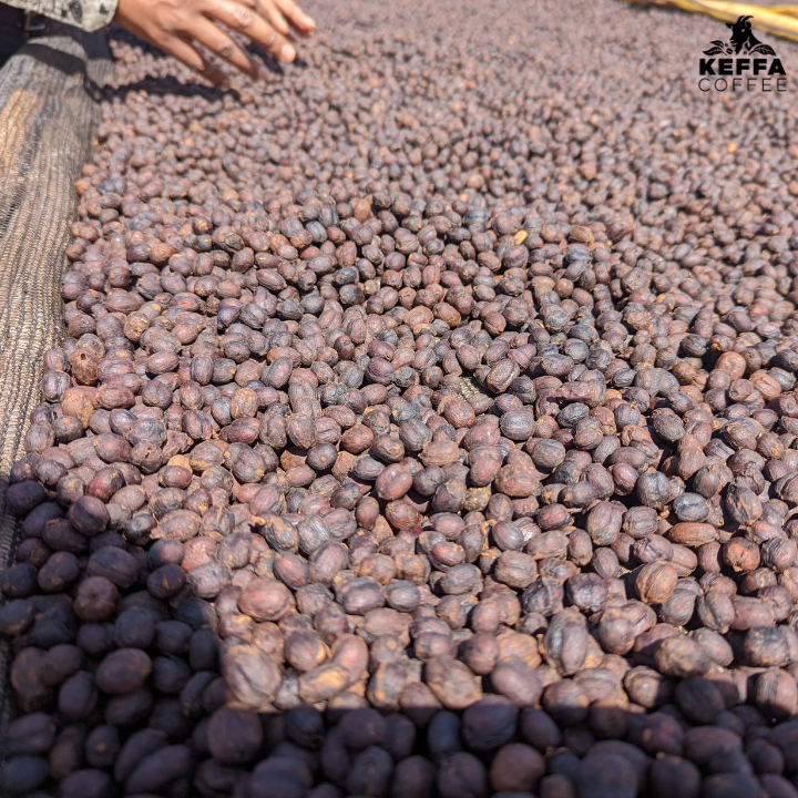 Ethiopia Yirgacheffe Wush Wush 96 Hour Anaerobic Natural