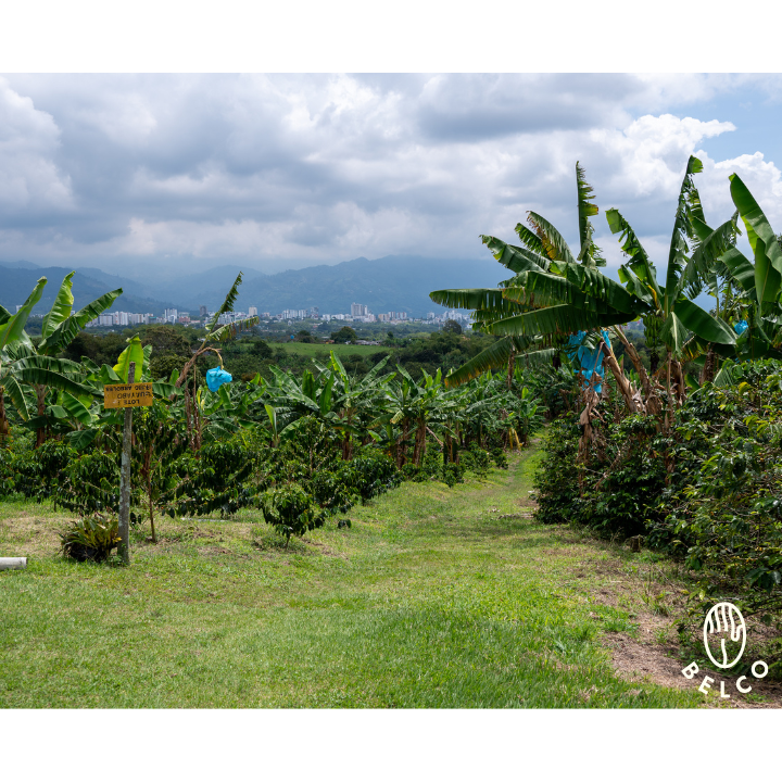 Colombia Huila La Primavera Pink Bourbon